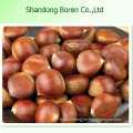 Chinese New Crop Chestnut From China